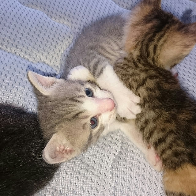 gurikoさんの実例写真