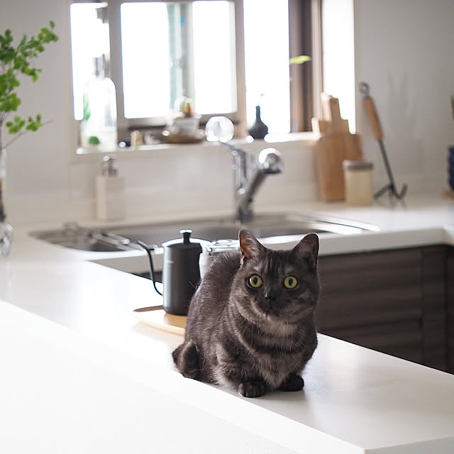 tomatoさんの実例写真