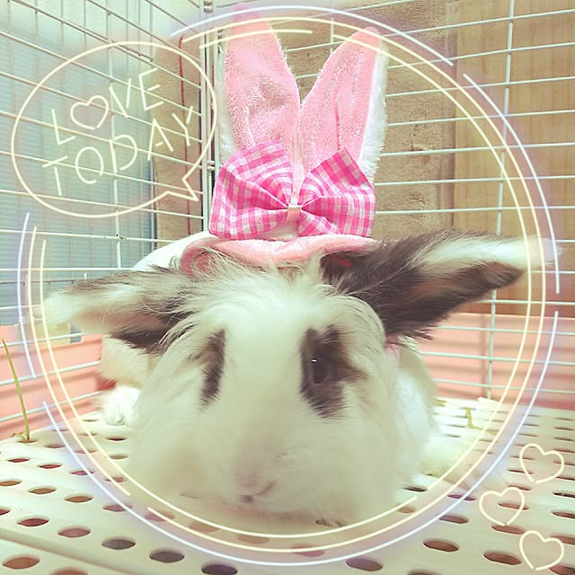 WASABIさんの実例写真