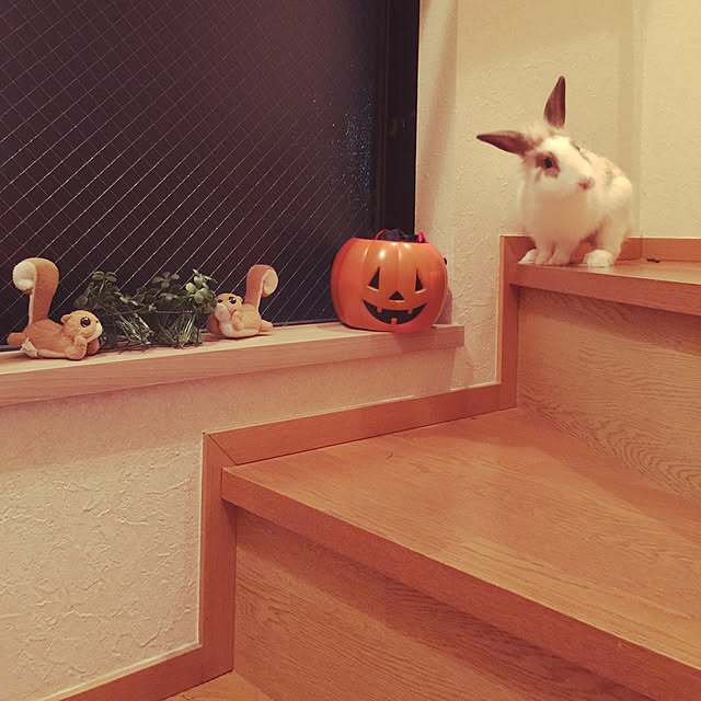 kuro_mameさんの実例写真
