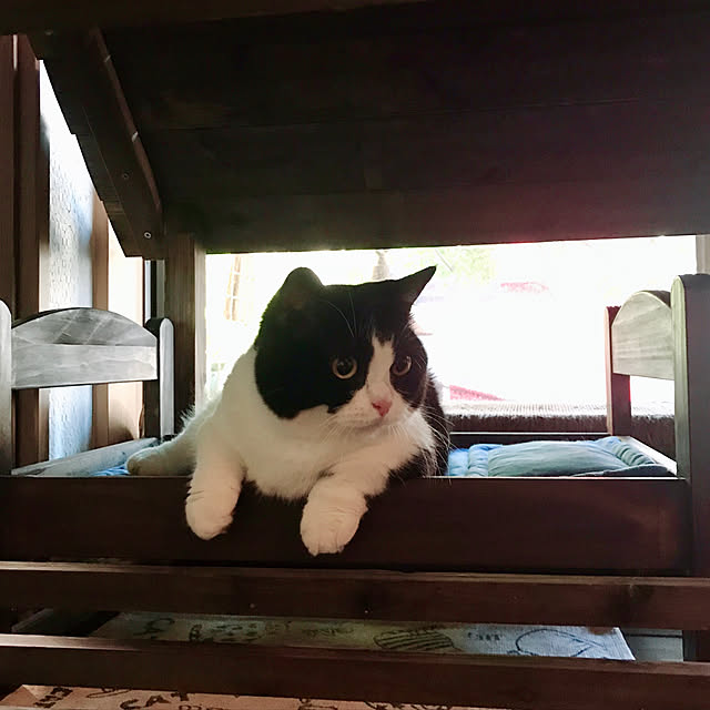 butachanさんの実例写真