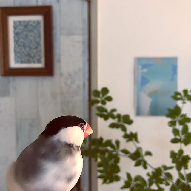 soramameさんの実例写真
