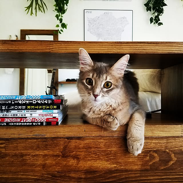 nekogurumaさんの実例写真