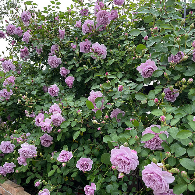 ronronさんの部屋