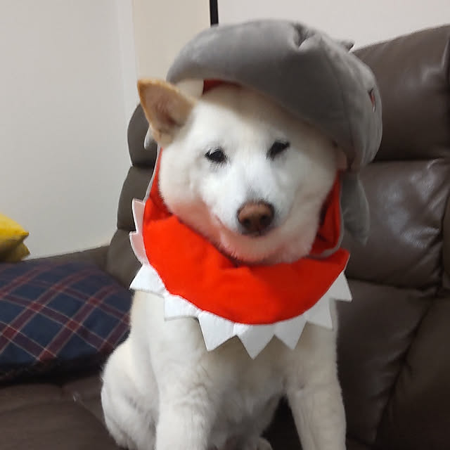 yukinkoさんの実例写真