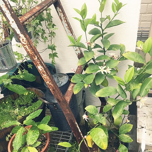 cocco0505さんの実例写真