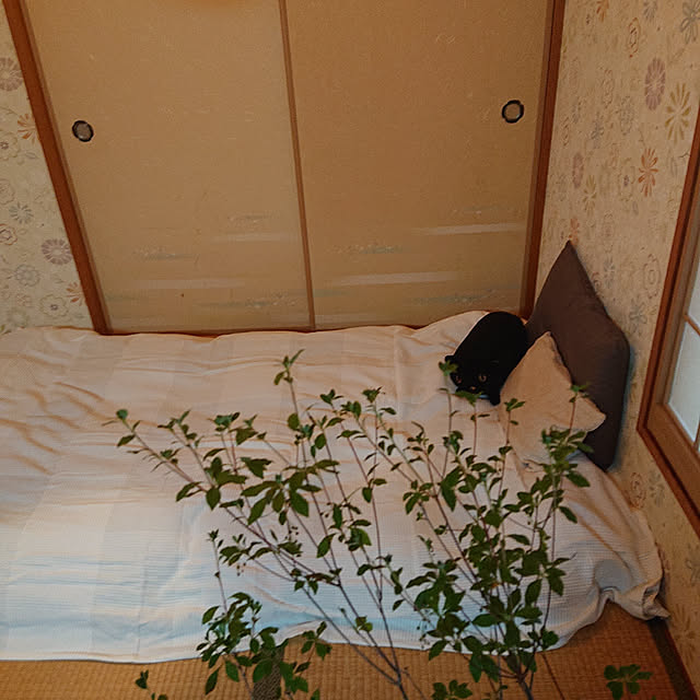 kakkaさんの実例写真