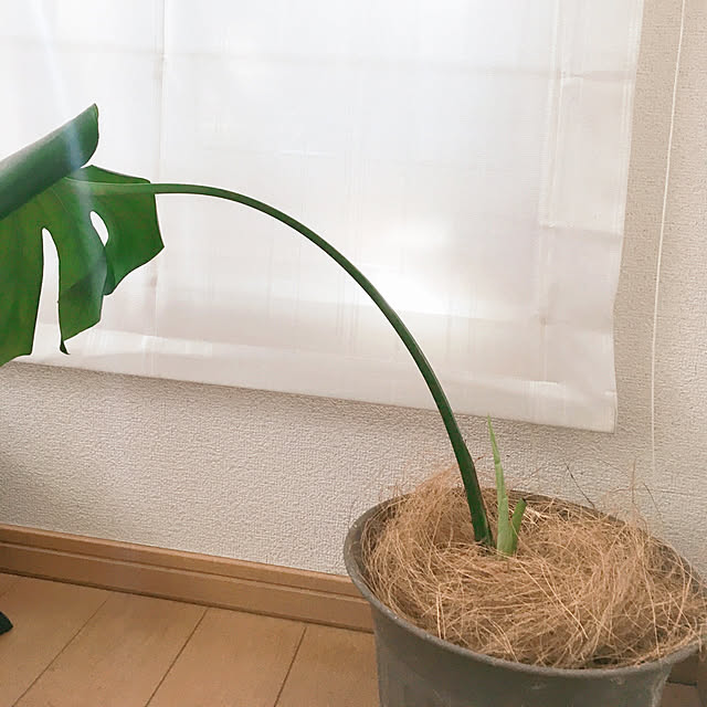 RoCoさんの実例写真