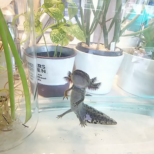 hiromimiさんの実例写真