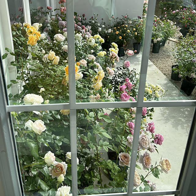 choさんの部屋