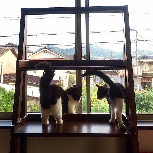 butachanさんの実例写真
