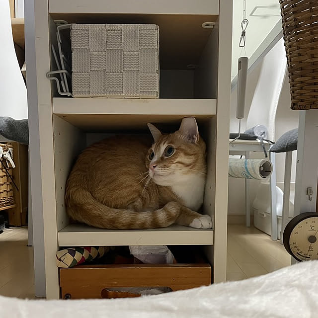 koromaroさんの実例写真