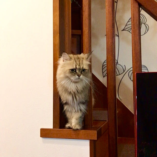 butachanさんの実例写真