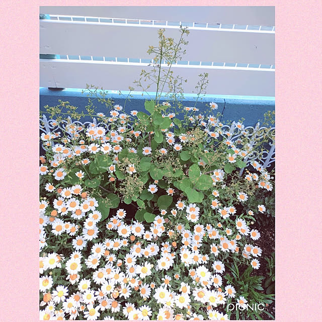Miyumamaさんの実例写真