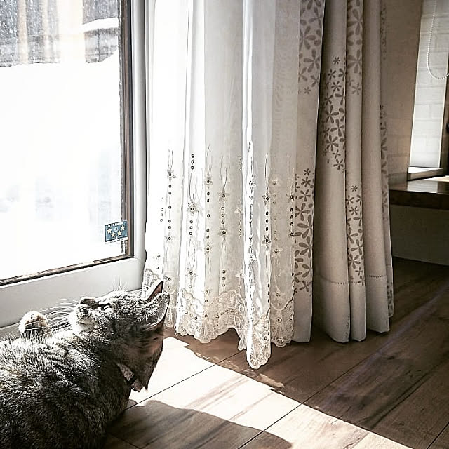 mamimamipockyさんの実例写真
