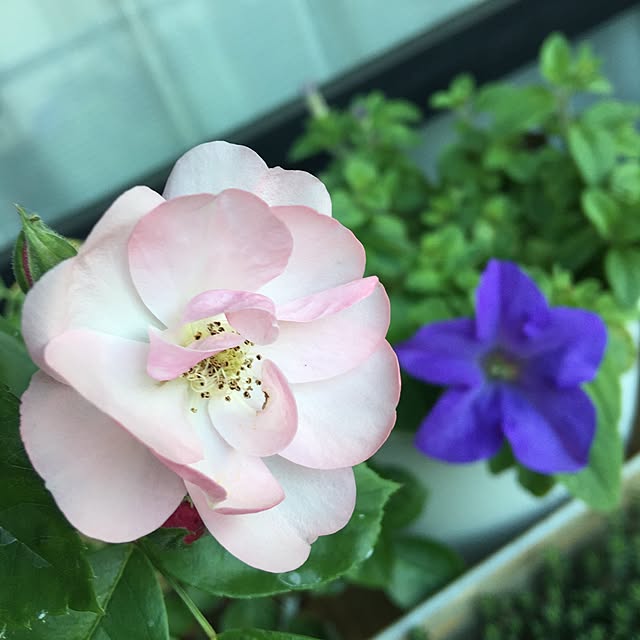 aym0418さんの実例写真