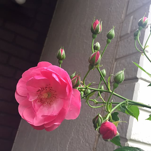 butachanさんの実例写真