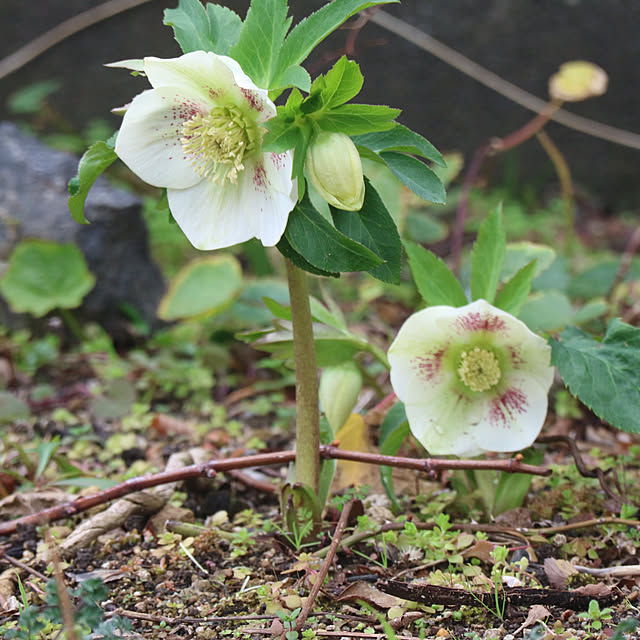 rokokoさんの部屋