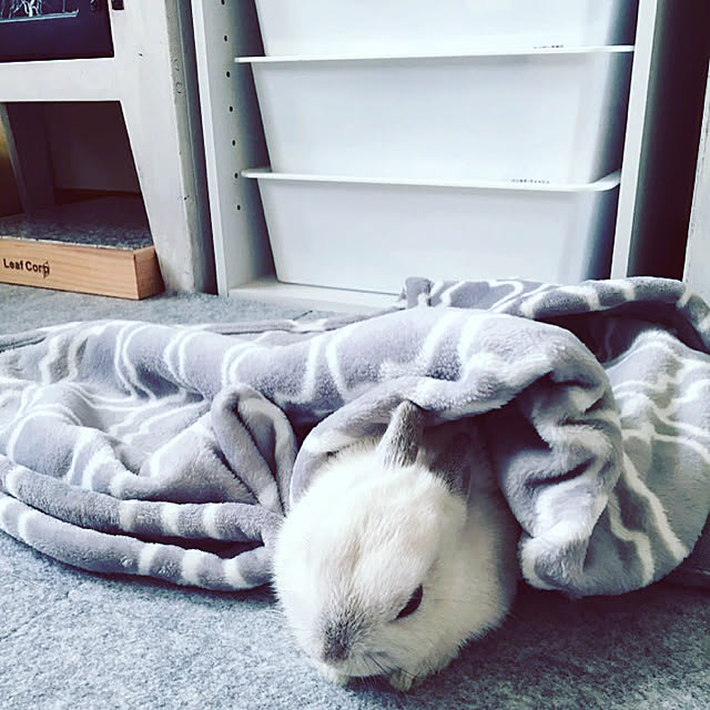 alvin.0522さんの実例写真