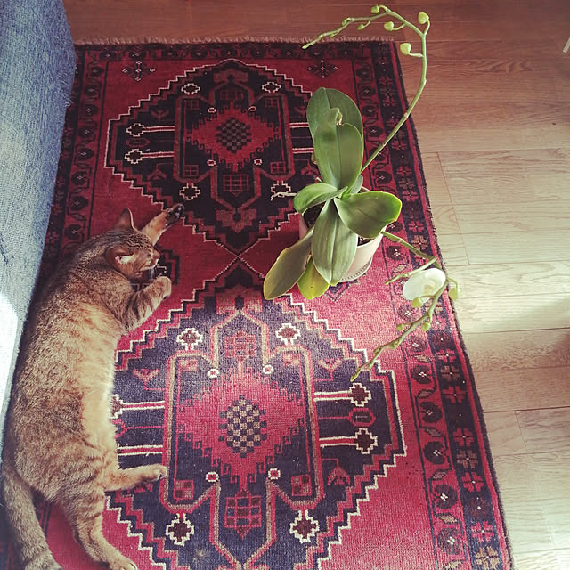 nahocさんの実例写真