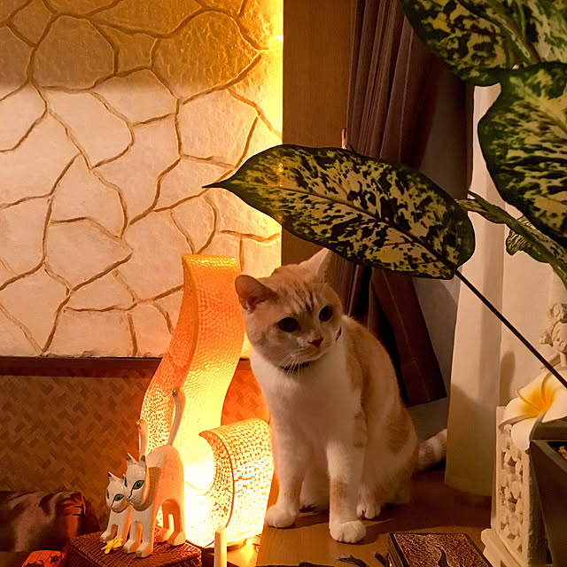 aiaiさんの実例写真