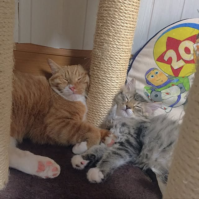 CATさんの実例写真