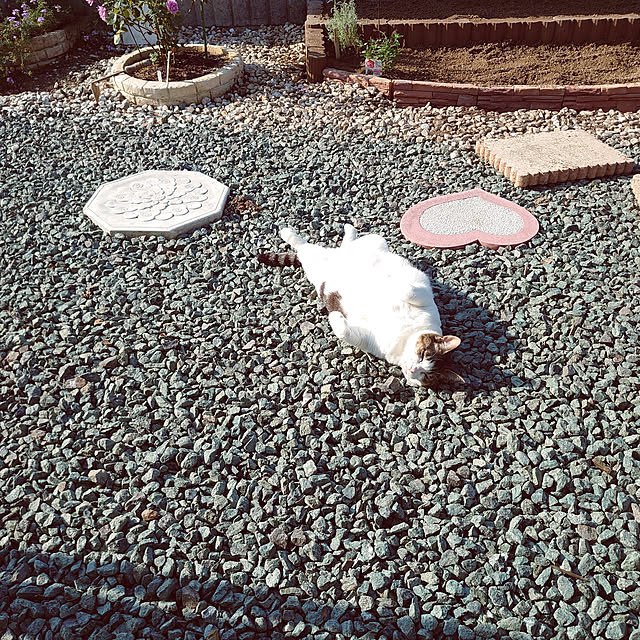 machikomamaさんの実例写真