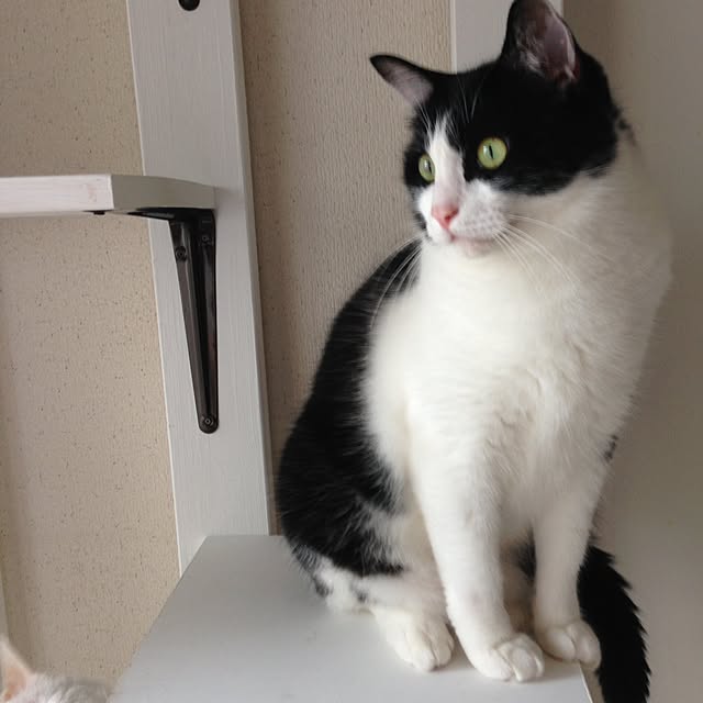 marinekoさんの実例写真