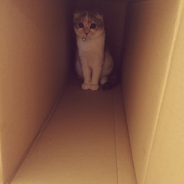 tityさんの実例写真