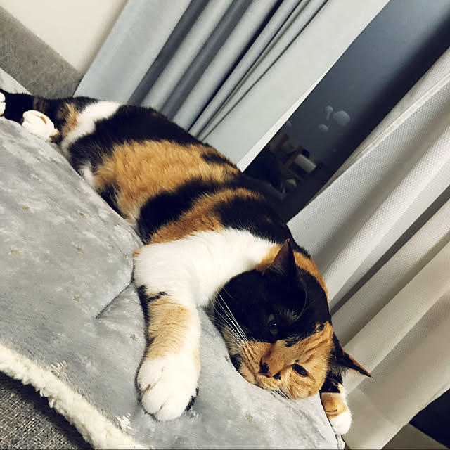 kuuaさんの実例写真