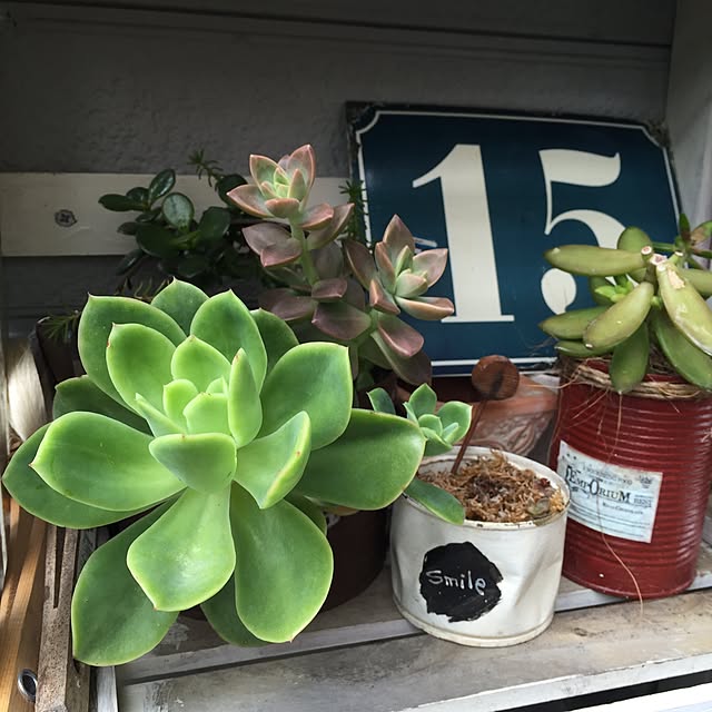 mintさんの実例写真