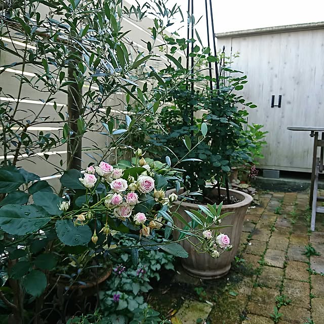 figaroさんの実例写真