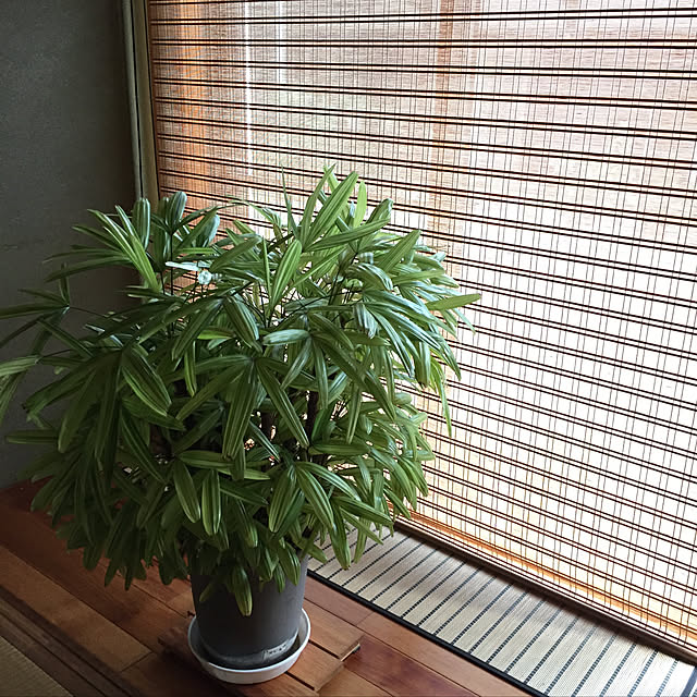 ayakaさんの実例写真
