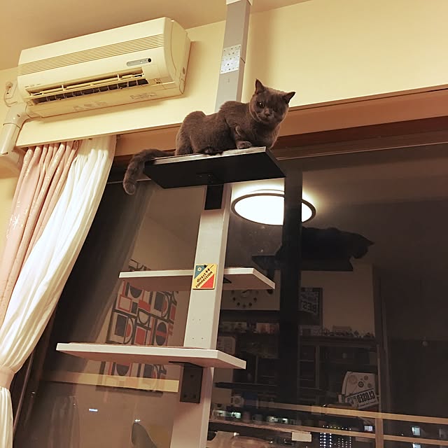 Shojiさんの実例写真