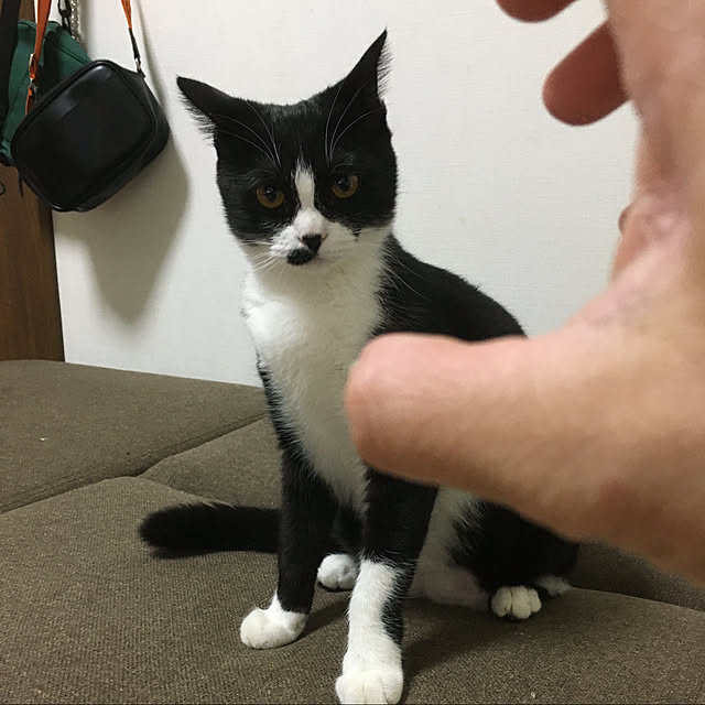 nekoさんの実例写真