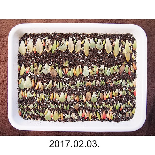 Ryoさんの実例写真