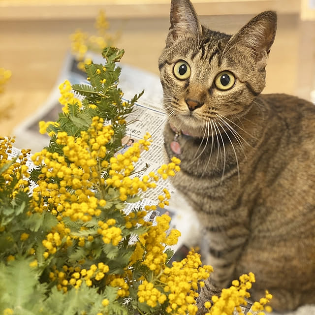 Toiroさんの実例写真