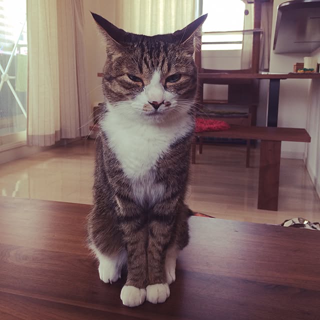 ayapiiiiceさんの実例写真