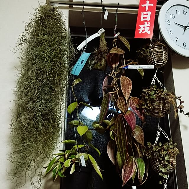akkoさんの実例写真