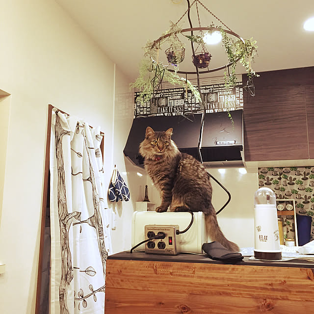oniyomeさんの実例写真
