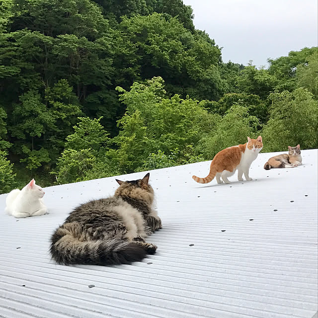 sakurasakuさんの実例写真