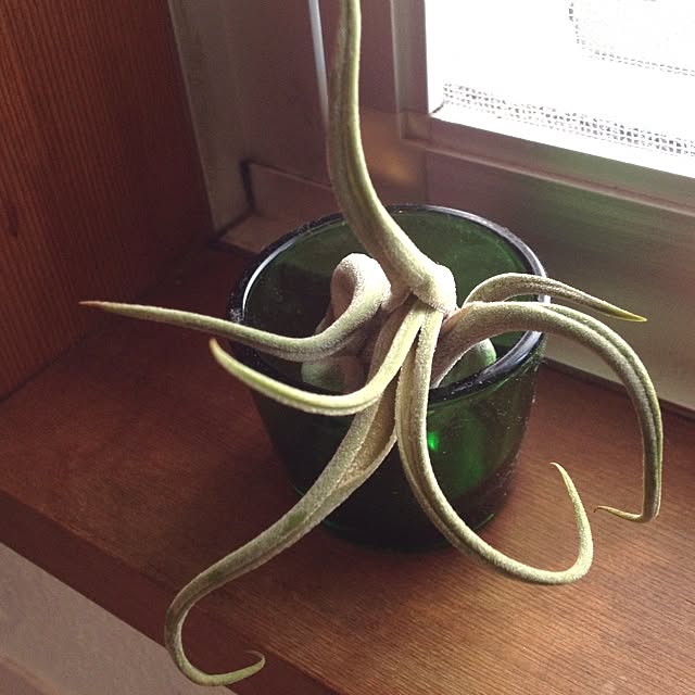 nuinuiさんの実例写真