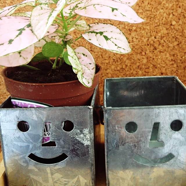 Assaさんの実例写真