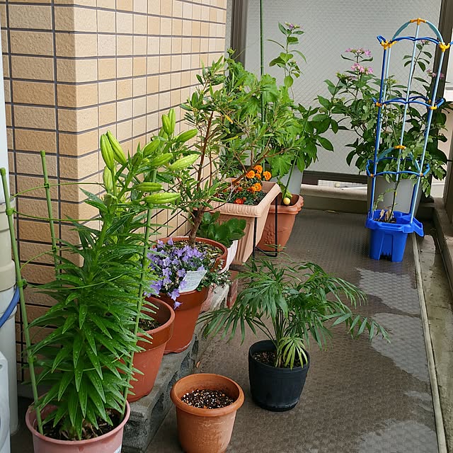 KEIKOさんの実例写真