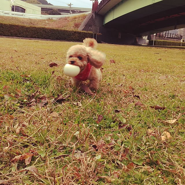 sakuraさんの実例写真