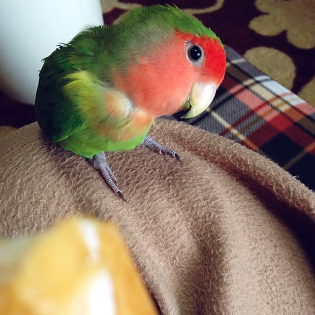 ozakiさんの実例写真