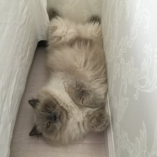 yuchiさんの実例写真