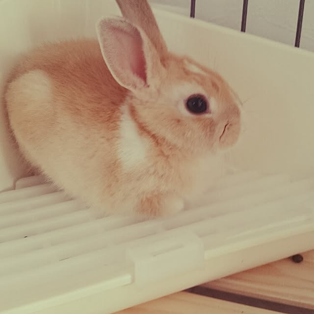 emiさんの実例写真
