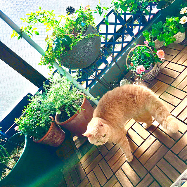 naokoさんの実例写真