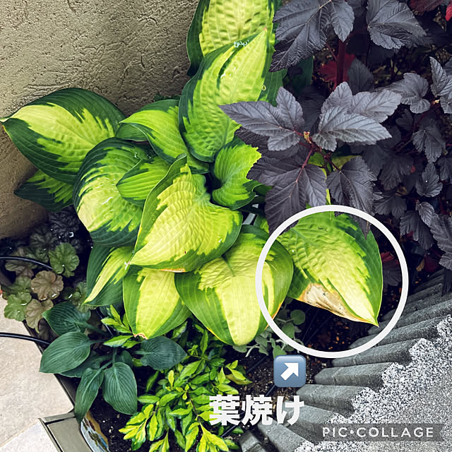 yukarin-gardenさんの部屋